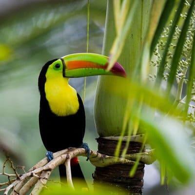 Costa Rica (8)