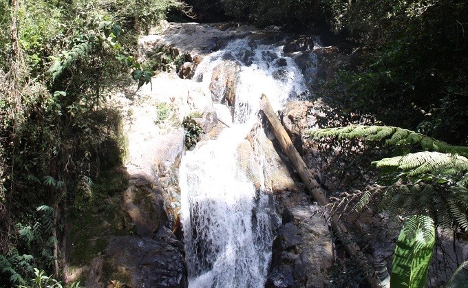 Cameron Highlands (18)