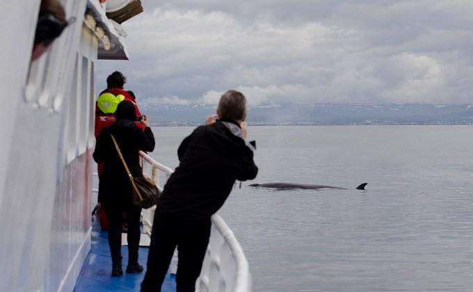 Whale watching Reykjavik 02