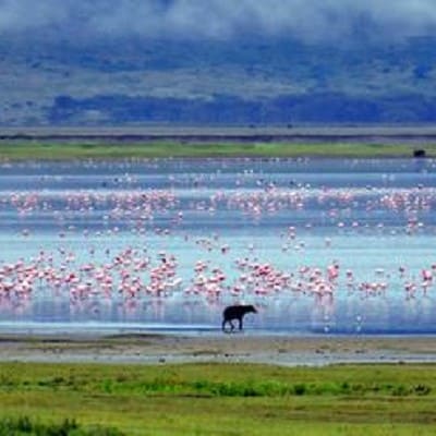 Ngorongoro (4)