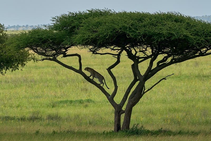Serengeti (2)