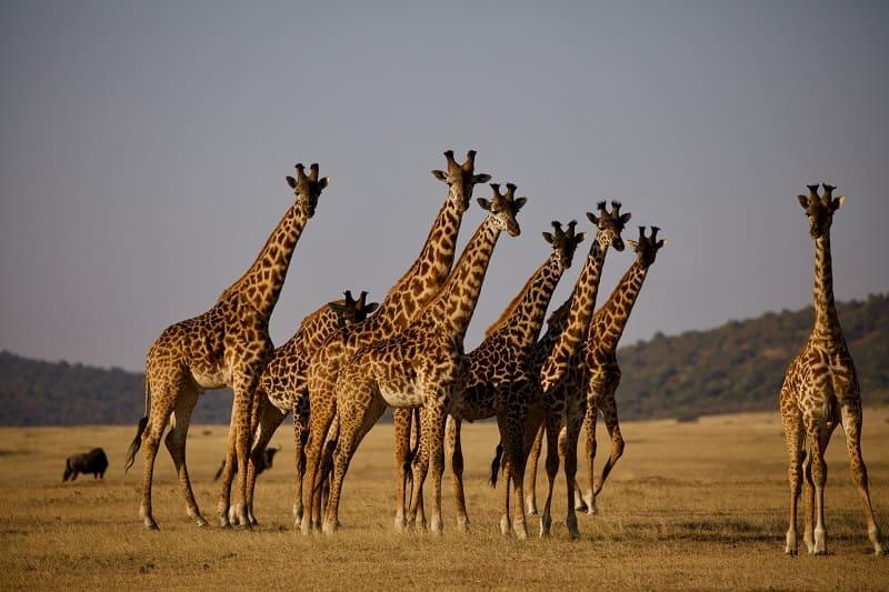 Serengeti (3)
