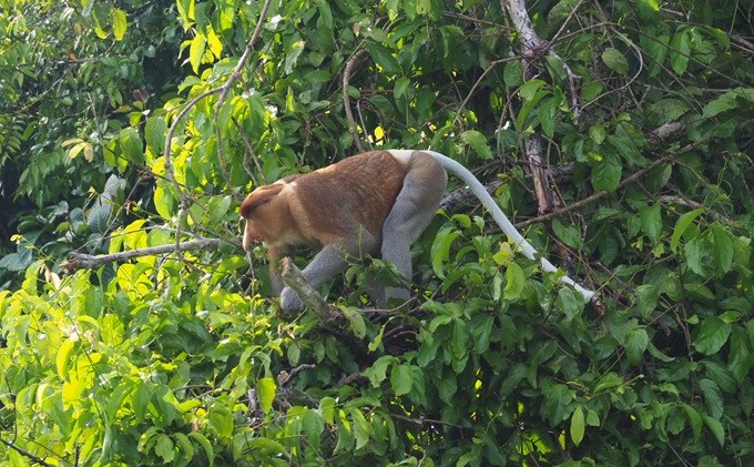 Kinabatangan River 260 (32)