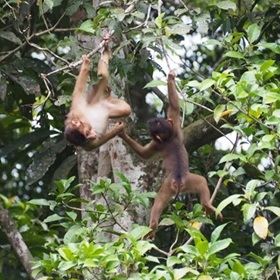 Kinabatangan River 260 (42)