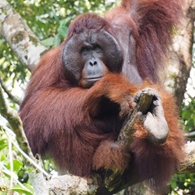 Kuching 260 (24)